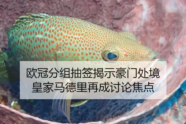 欧冠分组抽签揭示豪门处境 皇家马德里再成讨论焦点
